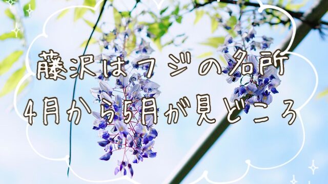 フジの花＿アイキャッチ画像