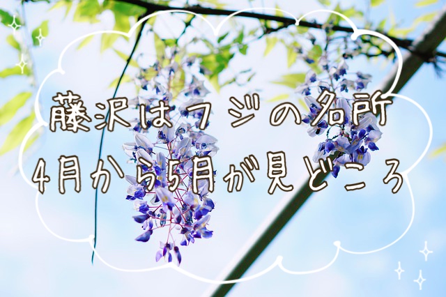 フジの花＿アイキャッチ画像
