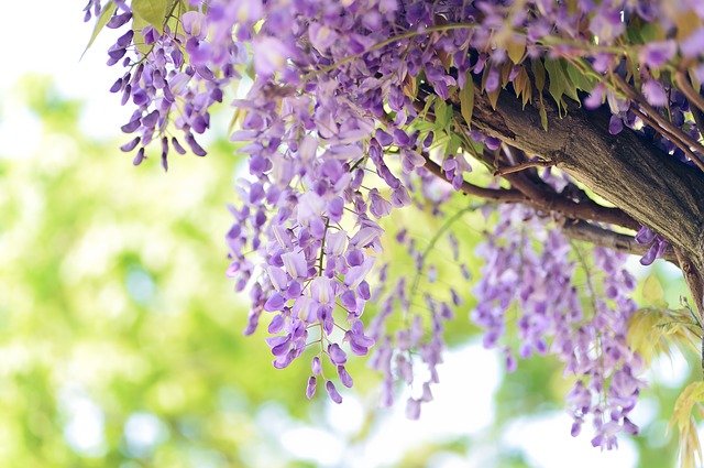 フジの花＿紫色